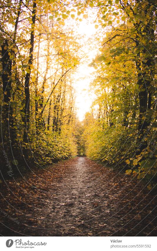 Yellow-orange leafy avenue around a footpath in the GhentBrugge area in the east of Ghent, Belgium. Autumn season during November november flowing hiking gent