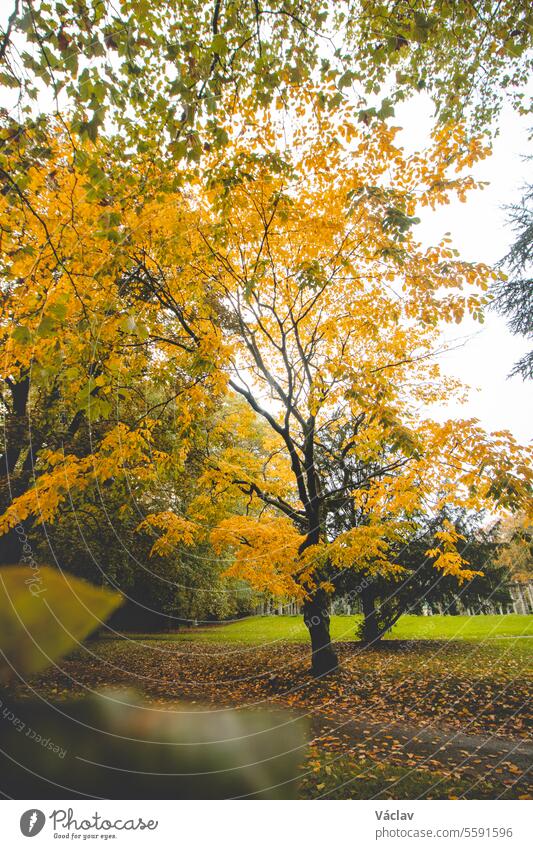 Autumn colours in Citadel park in Ghent, Flanders region, Belgium. Belgian landscape in November. Red-orange-yellow leaves. Romantic and idyllic scenery ghent