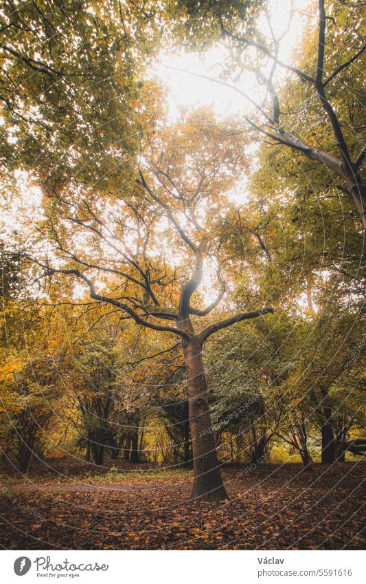 Autumn colours in Sint-Baafskouter park in Ghent, Flanders region, Belgium. Belgian landscape in November. Red-orange-yellow leaves. Romantic and idyllic scenery