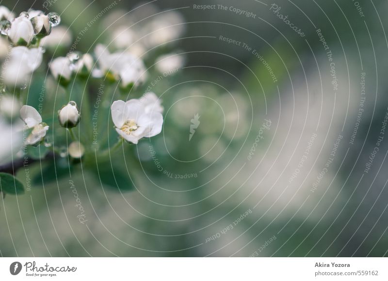 Freshly showered. Nature Plant Spring Summer Flower Blossom Blossoming Wet Natural Yellow Green White Spring fever Drops of water Colour photo Exterior shot