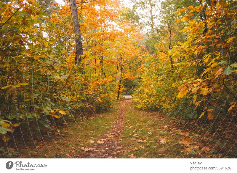 Colourful autumn forest in Hoge Kempen National Park, eastern Belgium during sunset. A walk through the wilderness in the Flanders region in November