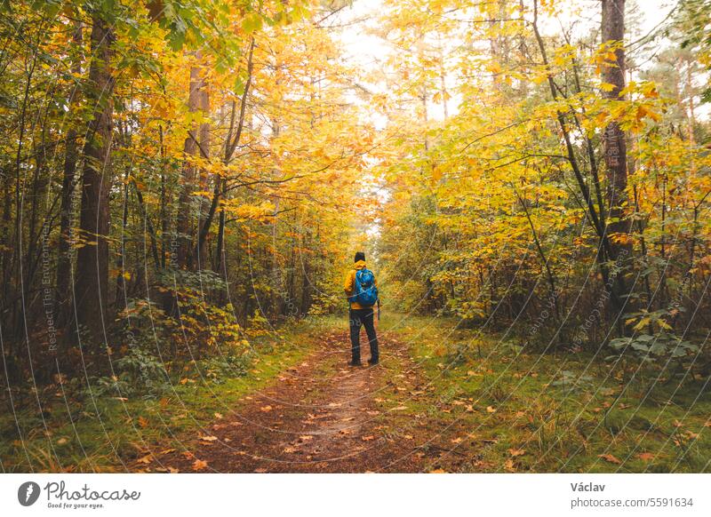 Backpacker walks through the colourful autumn forest in the Hoge Kempen National Park in eastern Belgium. Wilderness in Flanders in November young adult walking