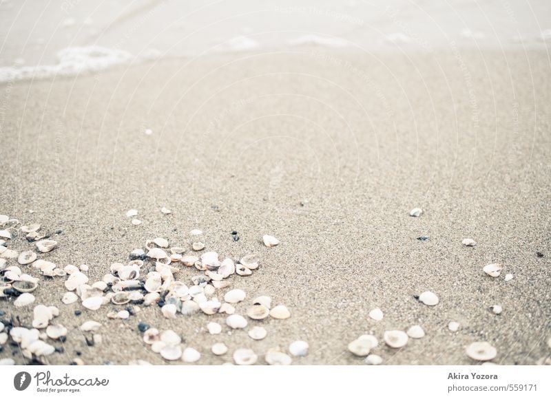 stranded. Sand Beach Ocean Water Mussel Lie Waves Search Find Vacation & Travel Relaxation Accumulate