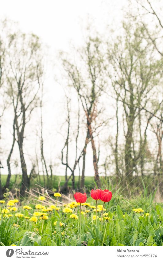 A splash of colour in the green Nature Landscape Summer Plant Tree Flower Grass Meadow Touch Blossoming Growth Natural Brown Yellow Green Red Relaxation