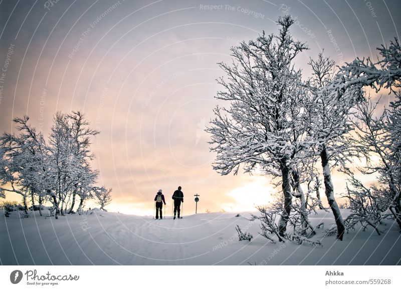 into the sun Harmonious Senses Vacation & Travel Trip Adventure Snow Winter vacation Skiing Friendship Couple Partner Life 2 Human being Nature Landscape Tree