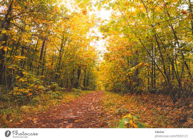 Colourful autumn forest in Hoge Kempen National Park, eastern Belgium during sunset. A walk through the wilderness in the Flanders region in November