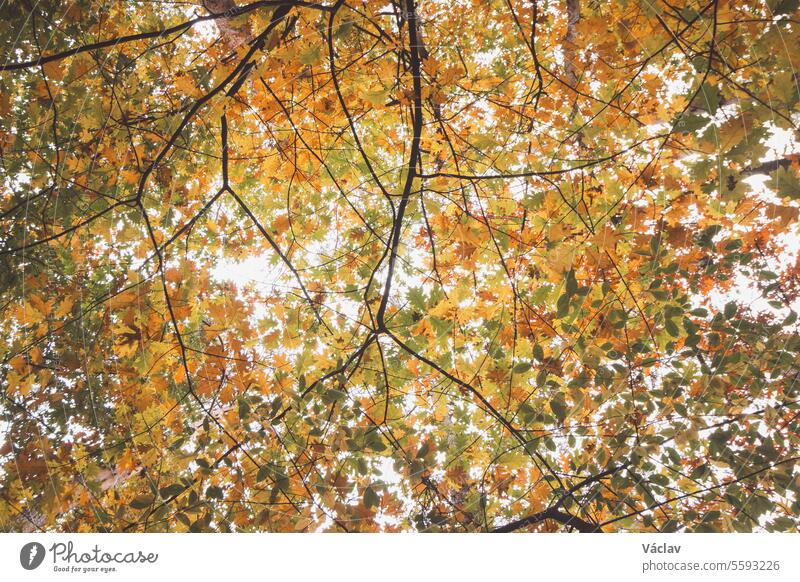 Colourful autumn forest in Hoge Kempen National Park, eastern Belgium during sunset. A walk through the wilderness in the Flanders region in November