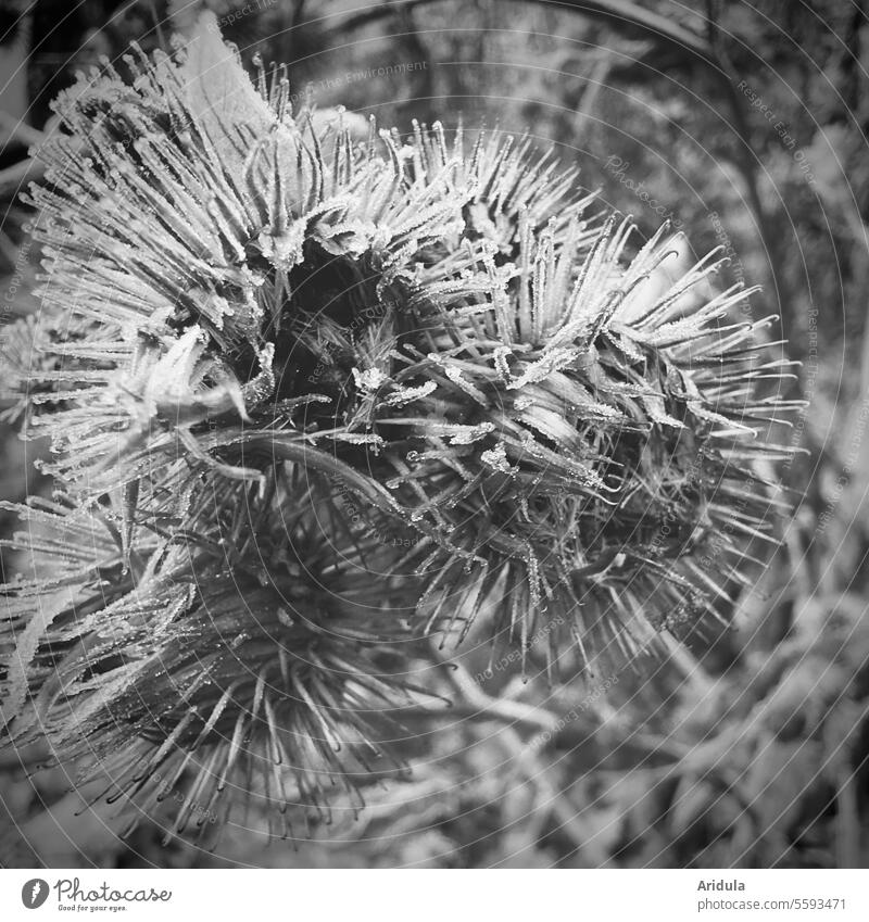 Frosty thistles in gray Thistle Thistles Faded chill Seed head Capsule Gray Thorny Winter Plant Close-up Nature Cold Ice Freeze Hoar frost