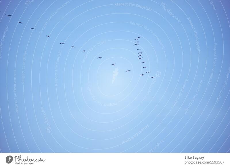 Bird formation flight to the south Flight of the birds Sky Flying Flock of birds Nature Exterior shot Group of animals bird migration Movement Migratory birds