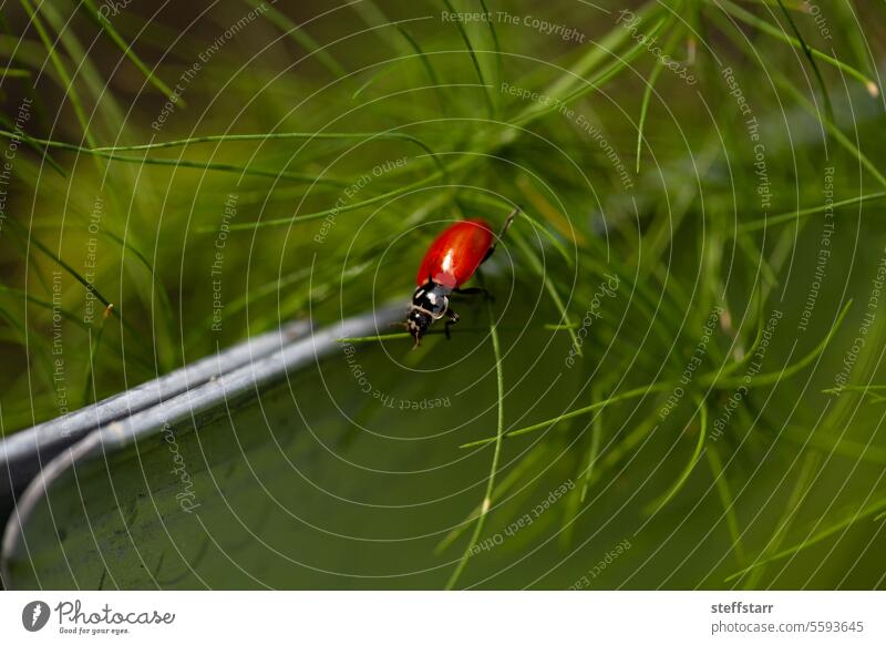 Lady bug Coccinellidae in a garden as organic pest control lady beetle nature natural pest control vegetable garden produce asparagus asparagus fern food