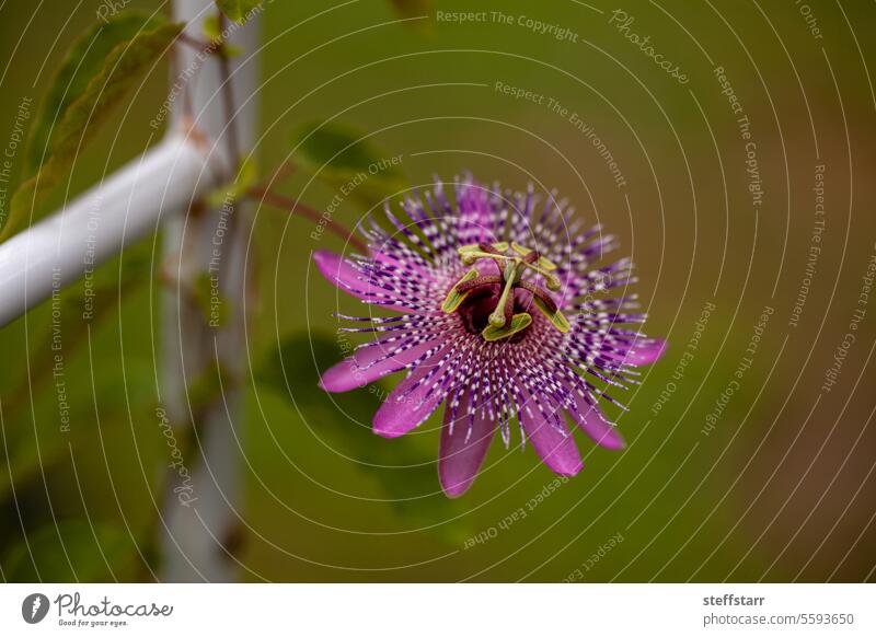 Rare Purple Passiflora miersii flower blooms on a vine passion flower purple passion flower delicate tropical exotic nature botanical tropical vine intricate