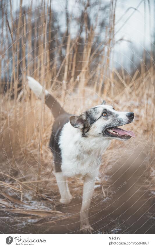 Portrait of a black and white husky is running in the field. Posing the dog for the camera. Proud owner. Ostrava, Czech republic training love happiness