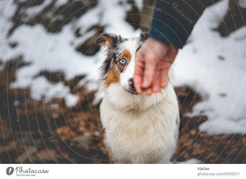 Portrait of an Australian Shepherd puppy sitting in the snow in Beskydy mountains, Czech Republic. View of dog on his owner and politely waiting