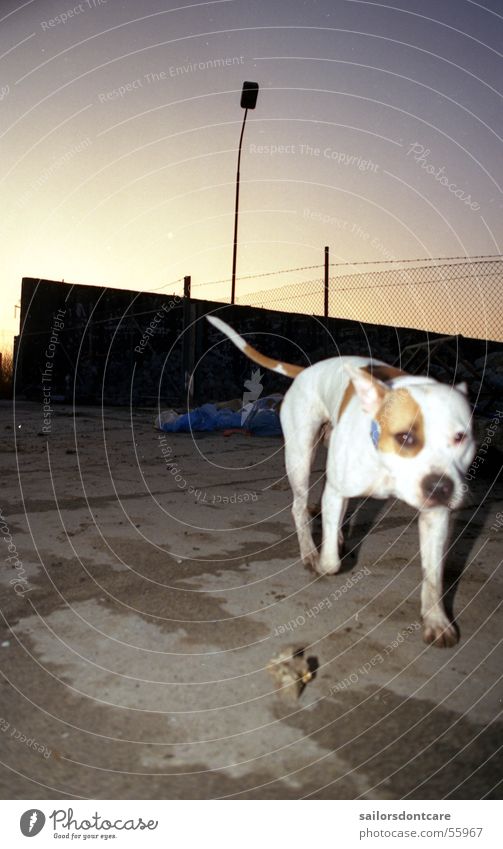 la vida Dog Pit Bull Garbage dump Twilight