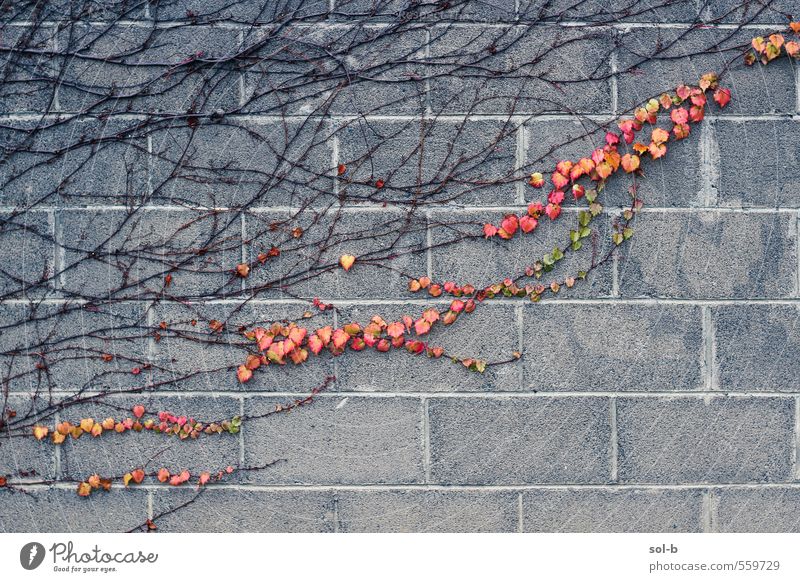 trail of blood Nature Plant Autumn Leaf Wall (barrier) Wall (building) Old Natural Passion Love Autumn leaves Autumnal Autumnal colours Concrete wall Branchage