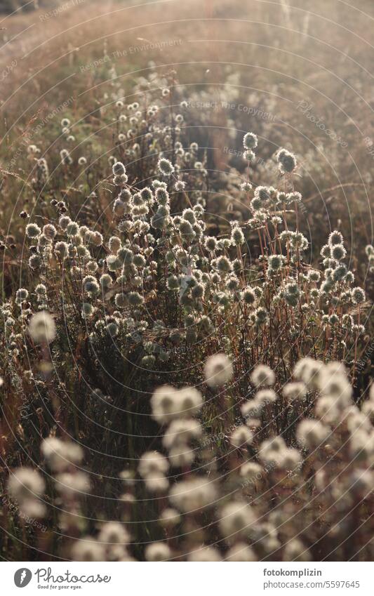 Dry meadow with fluffy seed heads in the bright backlight Seed capsule Sámen Seeds Meadow Hot Back-light luminescent Thistle Seed head ardor pretty Wild