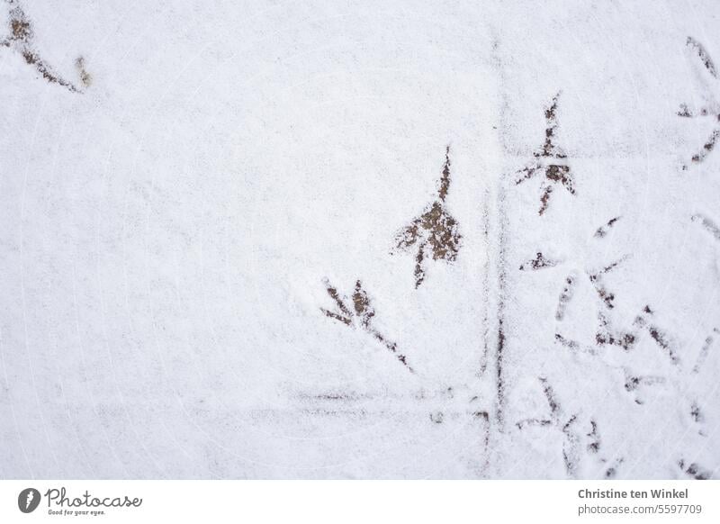 be the first to run through the fresh snow ;-) Snow Winter tracks in the snow bird tracks Tracks White Cold Snow track Deserted Contrast Nature Snow layer