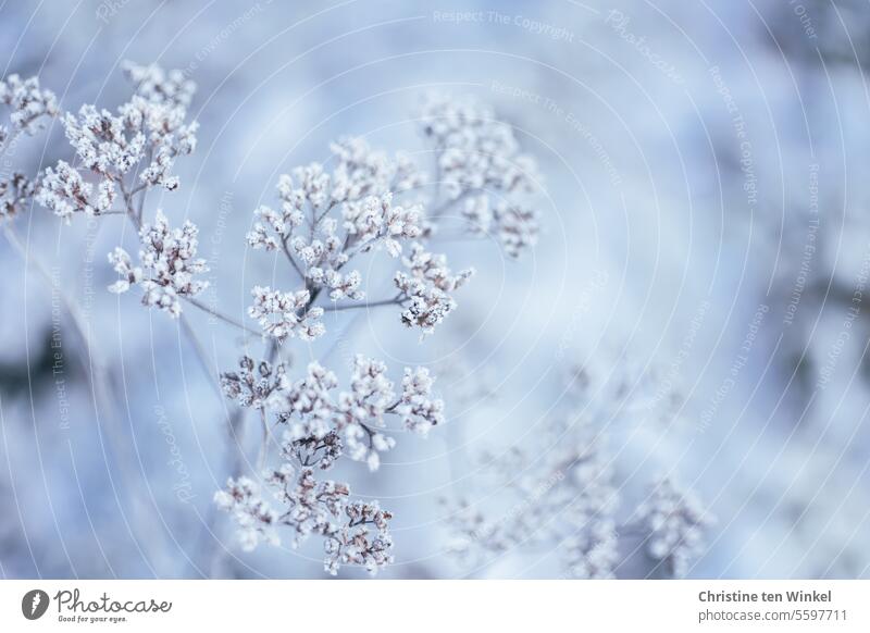 frosty beauty Frost seed stand Shriveled Plant Seed head Faded Nature chill naturally Winter Cold Frozen Hoar frost Transience Winter mood winter Winter's day