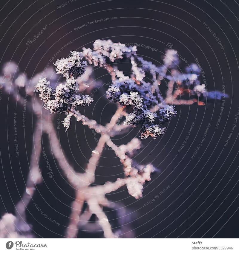 a garden plant covered with hoarfrost in winter light Hoar frost Hoarfrost covered Winter Frost winter cold Winter light chill Ice Freezing cold icily