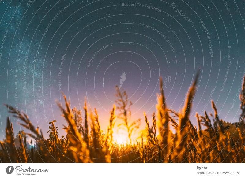 Bottom view of beautiful night starry sky from grass in summer. Night stars above meadow in august month. Illumination lights of town on horizon. Flare, flashlight, light, light effect