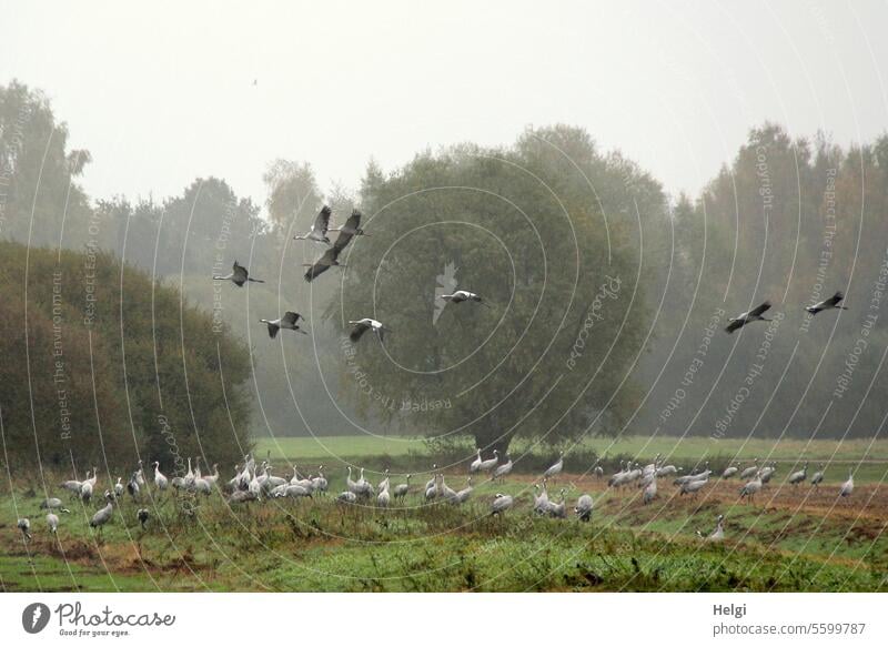 Cranes looking for food birds bird migration Autumn Foraging Many Meadow Field Tree shrub Sky Morning in the morning Fog foggy Migratory birds Flying Freedom