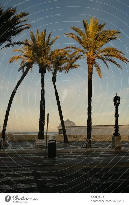 Palm tree tops glow in the first rays of the morning sun on a waterfront promenade Southern Europe in the morning Sunlight palms warm Calm awakening