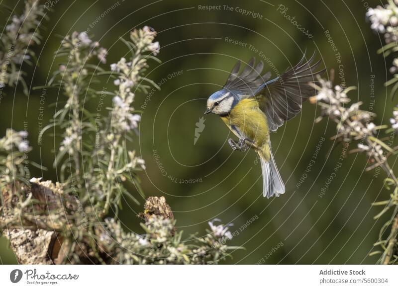 Blue tit bird flying near blooming flowers blue tit flight nature wildlife plant blossom Cyanistes caeruleus shrub wing beak feather small bird avian fauna