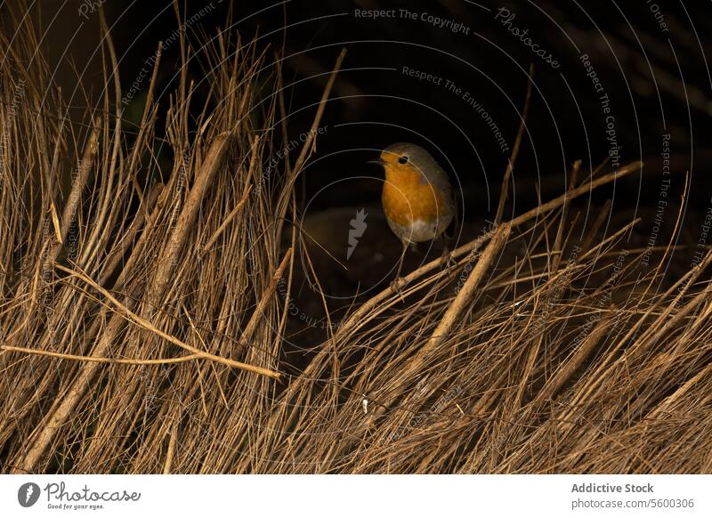 European Robin Hidden Among Autumn Reeds at Dusk european robin bird reed autumn dusk nature wildlife perch orange breast shadow background animal hidden