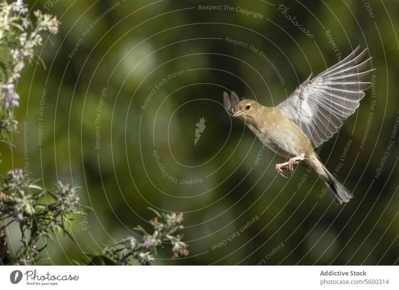 Graceful finch bird in mid-flight against a dark background nature wildlife Fringilla coelebs wings spread flying blurred bush flowering delicate small animal