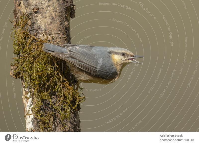 Nuthatch bird perched on a mossy tree trunk nuthatch eurasian nature wildlife feeding grip beak avian neutral background outdoor wildlife photography brown gray