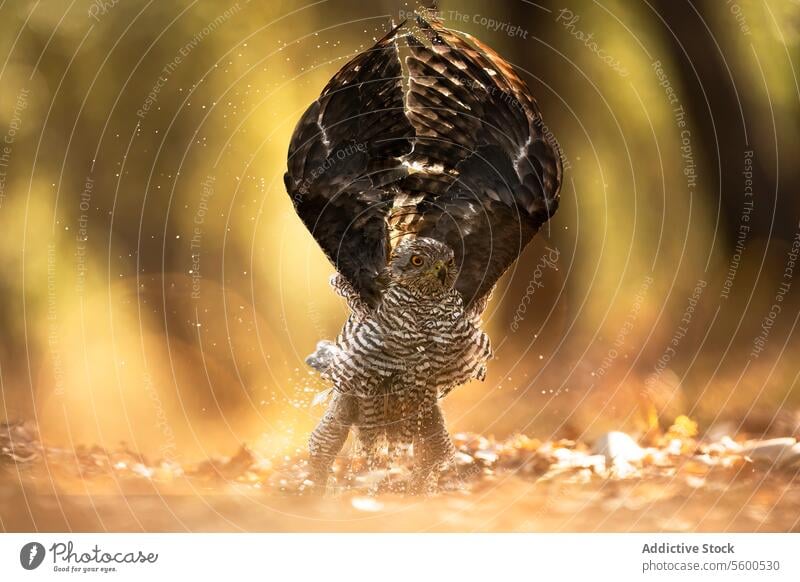 Female common goshawk in natural habitat bird female accipiter gentilis nature wildlife raptor predator bird of prey splashing water golden light feather wing