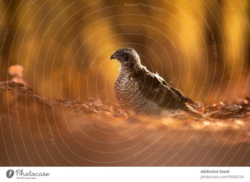 Female common goshawk in a golden forest setting bird female accipiter gentilis wildlife nature light perched majestic elegant animal avian predator raptor