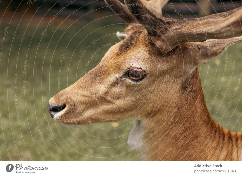 Head close-up of a fallow deer against green background spotted deer herd ruminant chital agriculture axis deer eyes antlers national park outdoors safari fauna