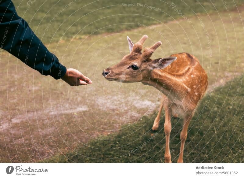 deer eating food from  hand at family petting zoo, close-up. . Holidays in national park next to wild animals safari tourist enjoy carrot care public park