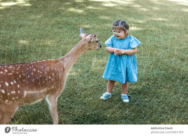 Child feeding wild deer at outdoor safari park. Little girl watching reindeer on a farm. Kid and pet animal. Family summer trip to zoological garden. woodland