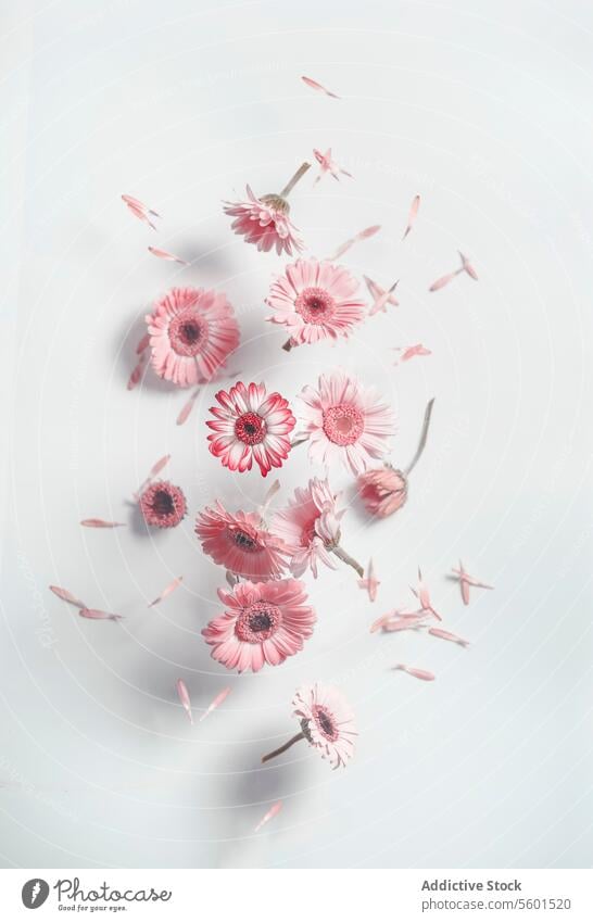 Flying pink daisy flowers at white wall background with shadows. Falling petals from summer flowers. Front view. flying falling front view beautiful bloom