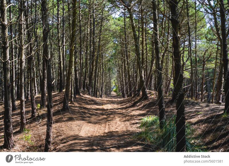 View of a path under the trees inside a forest background beauty calm calmness copy space copy-space country environment evergreen farmland field foliage