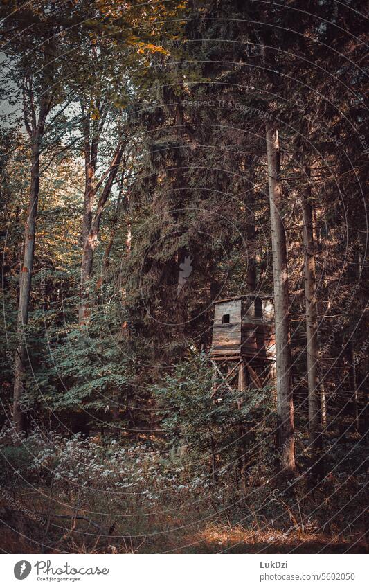 Photo of autumn forest with hunting tower Brown October November mood Seasons Deciduous forest Sense of Autumn Early fall Automn wood autumn walk leaves