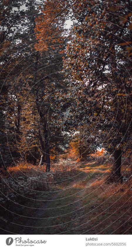 Photo of a autumn forest Brown October November mood Seasons Deciduous forest Sense of Autumn Early fall Automn wood autumn walk leaves Forest atmosphere