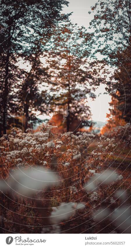 Close up photo of a autumn forest Brown October November mood Seasons Deciduous forest Sense of Autumn Early fall Automn wood autumn walk leaves