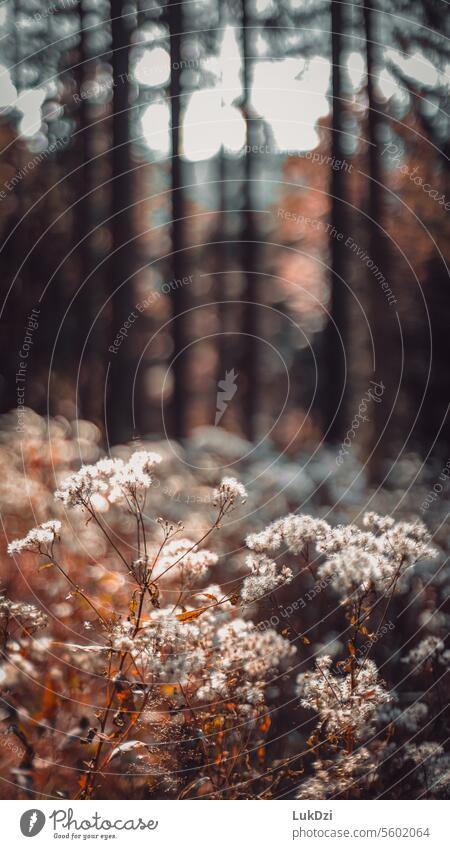 Close up photo of a autumn forest Brown October November mood Seasons Deciduous forest Sense of Autumn Early fall Automn wood autumn walk leaves