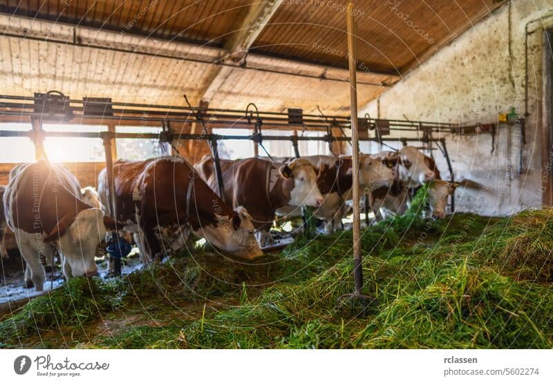 Intensive breeding of cows in a row exploited for milk production confined to a barn on a farm, many cows tied with chains. Intensive animal farming or industrial livestock production, factory farming