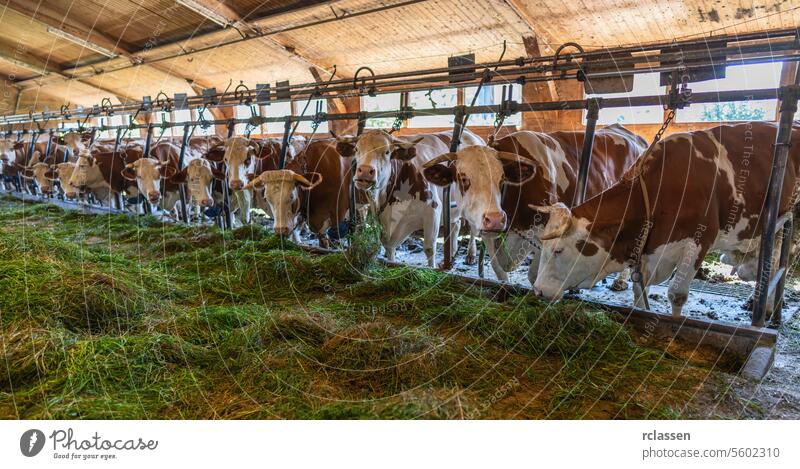 Intensive breeding of cows in a row exploited for milk production confined to a barn on a farm, many cows tied with chains. Intensive animal farming or industrial livestock production, factory farming