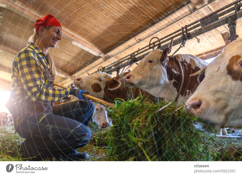 Joyful farmer squatting while feeding grass to cows inside a barn germany chain joyful farmer dairy farm agriculture livestock farm animals cowshed