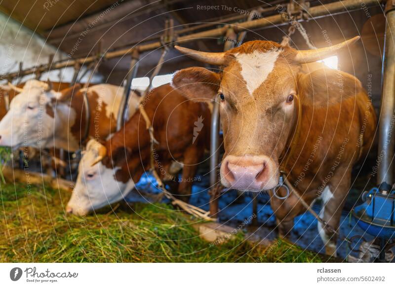 Intensive breeding of cows in a row exploited for milk production confined to a barn on a farm, many cows tied with chains. Intensive animal farming or industrial livestock production, factory farming