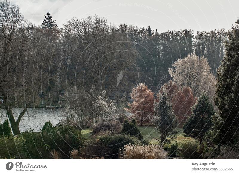 Silver tree covered with hoarfrost Foggy landscape Spruce Stech spruce Proteaceae Thuja Western tree of life cypress family November growth height Tree Nature