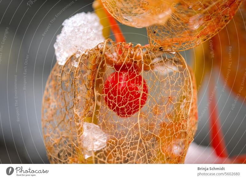 Macro shot of a delicate, faded lantern flower, covered in ice and snow Frost folio ornate alkekengi season white celebration nature detailed empty beautiful