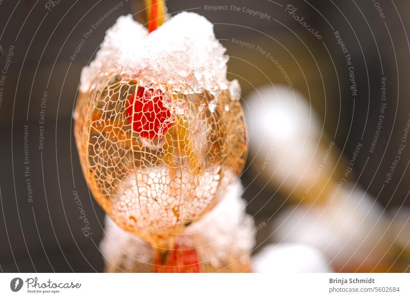 Macro shot of a delicate, faded lantern flower, covered in ice and snow Frost folio ornate alkekengi season white celebration nature detailed empty beautiful