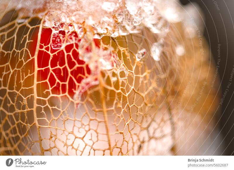 Macro shot of a delicate, faded lantern flower, covered in ice and snow Frost folio ornate alkekengi season white celebration nature detailed empty beautiful