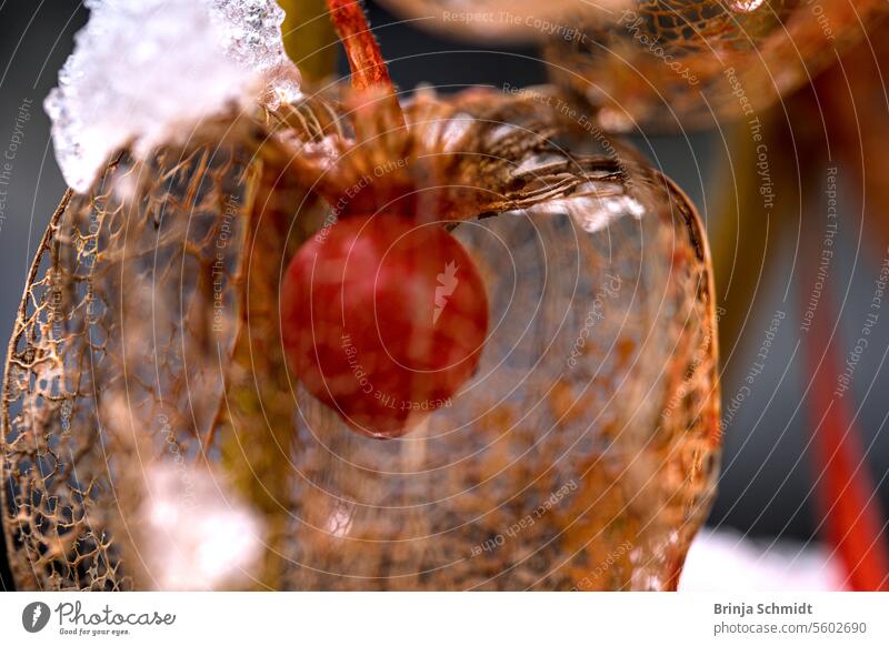 Macro shot of a faded lantern flower in the rain with focus on the red berry inside Frost folio ornate alkekengi season white celebration nature detailed empty